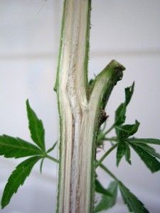 Cannabis_Sativa_Querschnitt