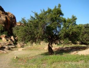 huile végétale d'argan répare la peau