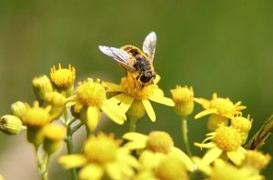 pollen