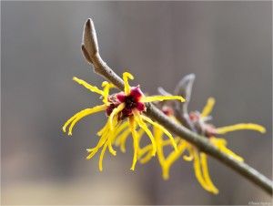 huile essentielle hydrolat hamamelis