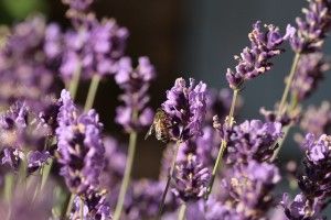 lavender-203412_640