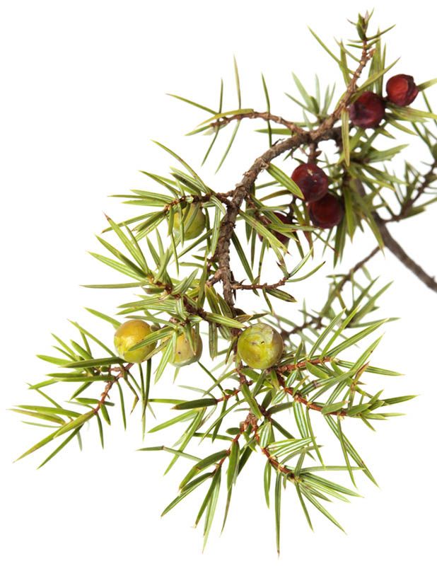 Huile essentielle de Cade (juniperus oxyucedrus) - ses bienfaits