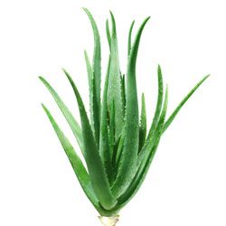 Plante médicinale Aloe vera cosmétique naturel