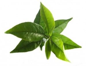 Plante médicinale thé cosmétique naturel 