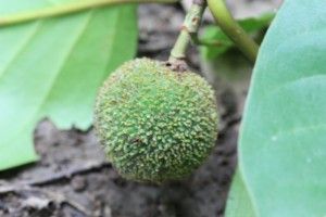 Plante Fruit Nauclea Diderrichii