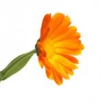 Calendula-flower