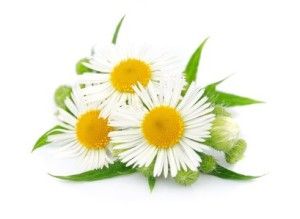 camomille-romaine-huile-essentielle