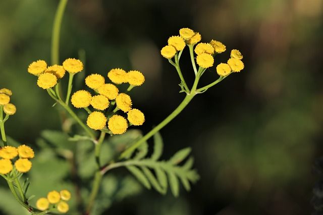 immortelle flower