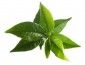 thea-herb
